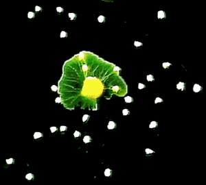 slime mold
